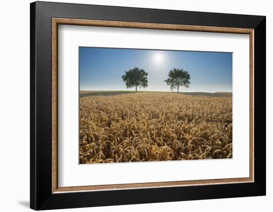 Trees in wheat field with sun in summer, Wuerzburg, Franconia, Bavaria, Germany-Raimund Linke-Framed Photographic Print