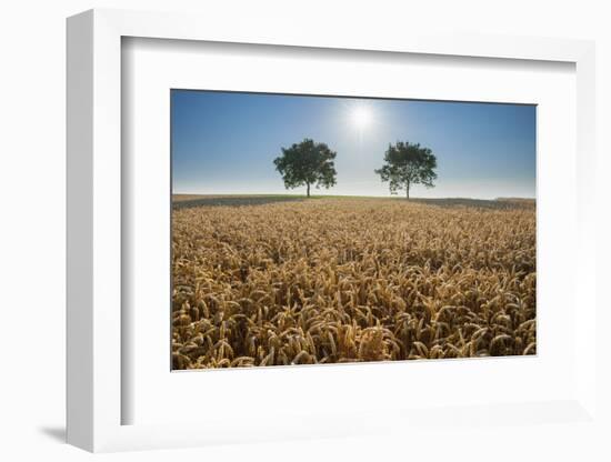 Trees in wheat field with sun in summer, Wuerzburg, Franconia, Bavaria, Germany-Raimund Linke-Framed Photographic Print