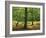 Trees in Woodland in the Forest of Dean, Gloucestershire, England, United Kingdom, Europe-Michael Busselle-Framed Photographic Print