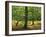 Trees in Woodland in the Forest of Dean, Gloucestershire, England, United Kingdom, Europe-Michael Busselle-Framed Photographic Print