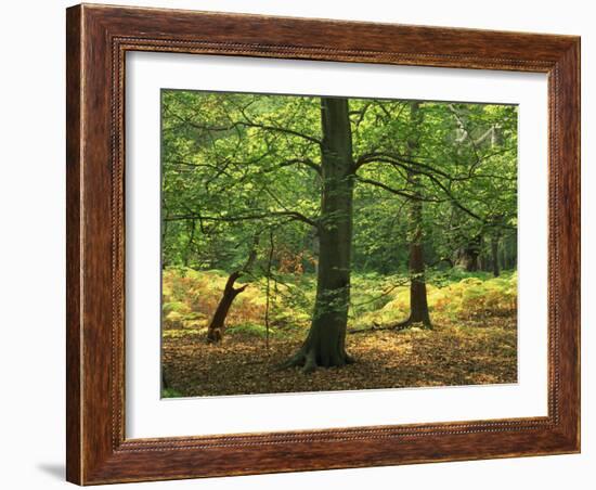 Trees in Woodland in the Forest of Dean, Gloucestershire, England, United Kingdom, Europe-Michael Busselle-Framed Photographic Print