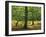 Trees in Woodland in the Forest of Dean, Gloucestershire, England, United Kingdom, Europe-Michael Busselle-Framed Photographic Print