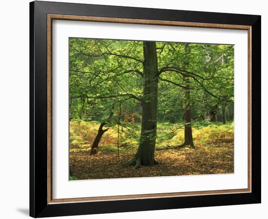 Trees in Woodland in the Forest of Dean, Gloucestershire, England, United Kingdom, Europe-Michael Busselle-Framed Photographic Print