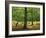 Trees in Woodland in the Forest of Dean, Gloucestershire, England, United Kingdom, Europe-Michael Busselle-Framed Photographic Print