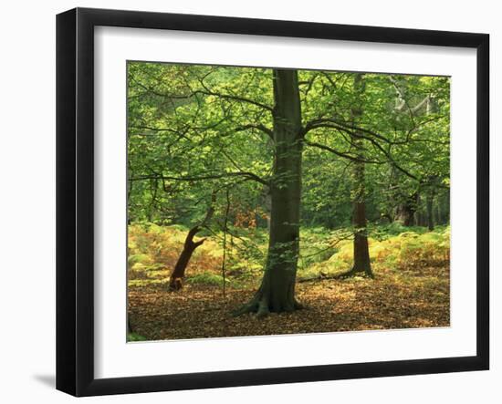 Trees in Woodland in the Forest of Dean, Gloucestershire, England, United Kingdom, Europe-Michael Busselle-Framed Photographic Print