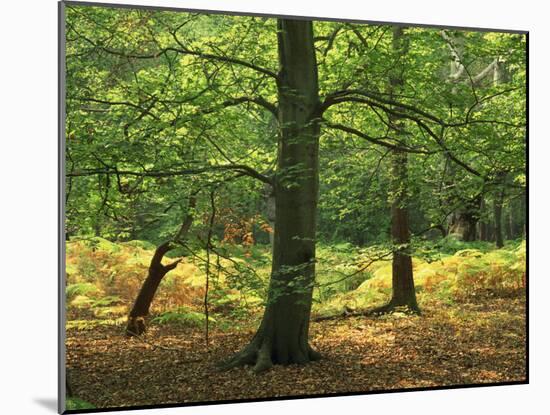 Trees in Woodland in the Forest of Dean, Gloucestershire, England, United Kingdom, Europe-Michael Busselle-Mounted Photographic Print