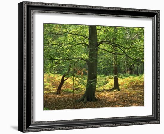 Trees in Woodland in the Forest of Dean, Gloucestershire, England, United Kingdom, Europe-Michael Busselle-Framed Photographic Print