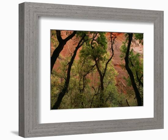 Trees in Zion National Park-null-Framed Photographic Print