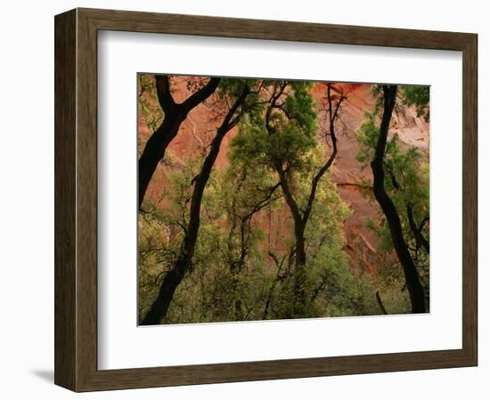 Trees in Zion National Park-null-Framed Photographic Print