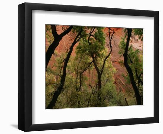 Trees in Zion National Park-null-Framed Photographic Print