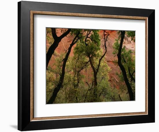 Trees in Zion National Park-null-Framed Photographic Print