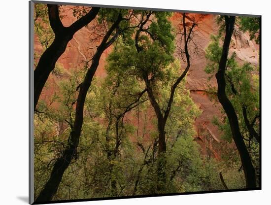 Trees in Zion National Park-null-Mounted Photographic Print