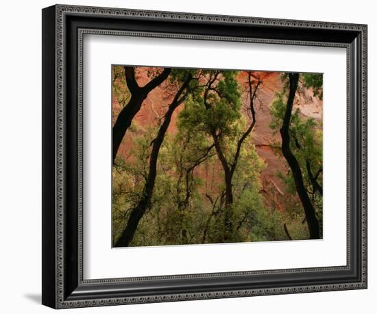 Trees in Zion National Park-null-Framed Photographic Print