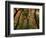 Trees in Zion National Park-null-Framed Photographic Print