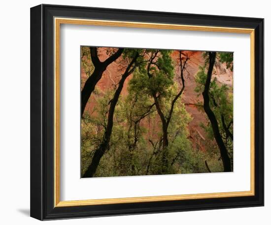 Trees in Zion National Park-null-Framed Photographic Print