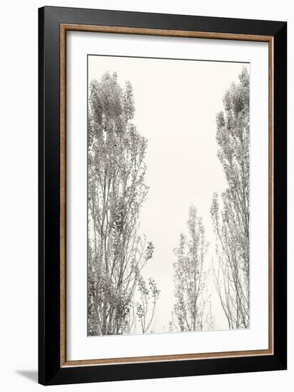 Trees IV-Karyn Millet-Framed Photographic Print