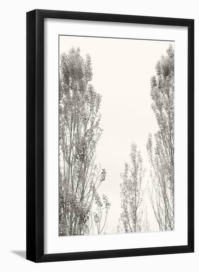 Trees IV-Karyn Millet-Framed Photographic Print