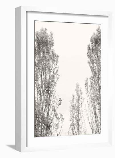 Trees IV-Karyn Millet-Framed Photographic Print