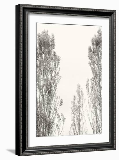 Trees IV-Karyn Millet-Framed Photographic Print