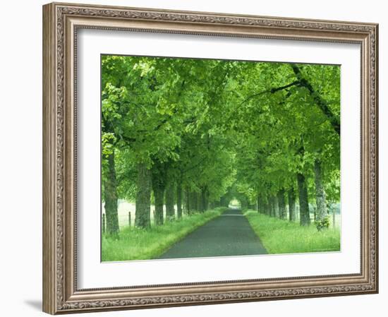 Trees Line Rural Road Near Orcival in the Auvergne, France-Michael Busselle-Framed Photographic Print