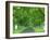 Trees Line Rural Road Near Orcival in the Auvergne, France-Michael Busselle-Framed Photographic Print