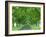 Trees Line Rural Road Near Orcival in the Auvergne, France-Michael Busselle-Framed Photographic Print