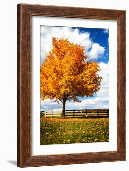 Trees of Gold II-Alan Hausenflock-Framed Photo