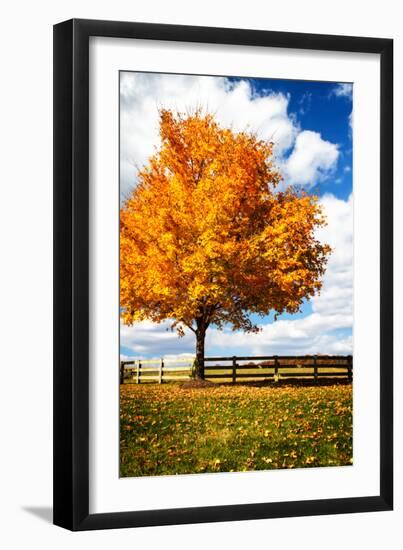 Trees of Gold II-Alan Hausenflock-Framed Photo