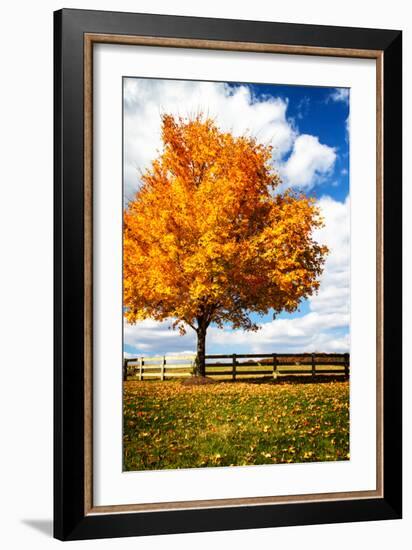 Trees of Gold II-Alan Hausenflock-Framed Photo