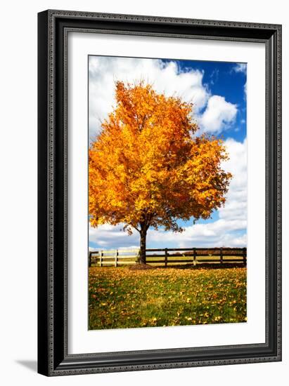 Trees of Gold II-Alan Hausenflock-Framed Photo