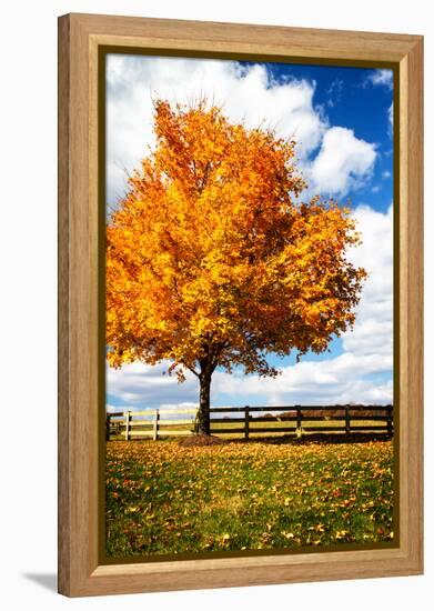 Trees of Gold II-Alan Hausenflock-Framed Stretched Canvas