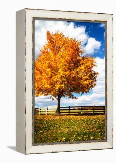 Trees of Gold II-Alan Hausenflock-Framed Stretched Canvas