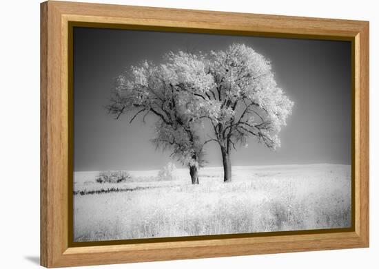 Trees of the Flint Hills in black and white infrared-Michael Scheufler-Framed Premier Image Canvas