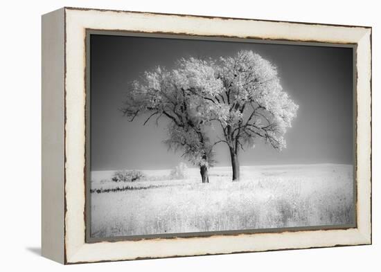 Trees of the Flint Hills in black and white infrared-Michael Scheufler-Framed Premier Image Canvas