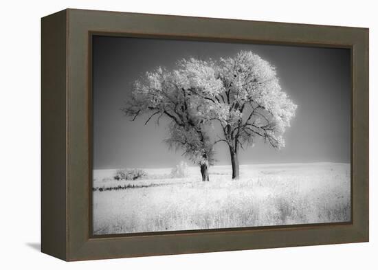 Trees of the Flint Hills in black and white infrared-Michael Scheufler-Framed Premier Image Canvas