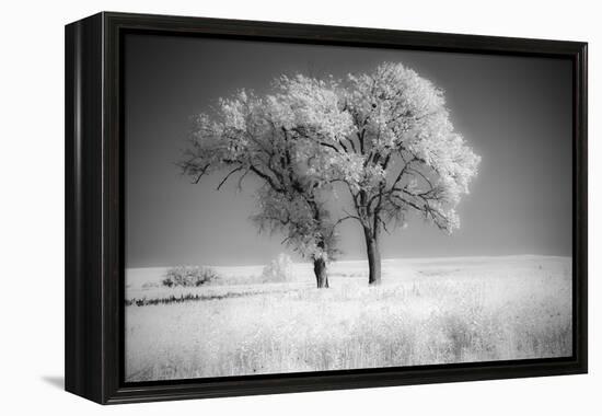 Trees of the Flint Hills in black and white infrared-Michael Scheufler-Framed Premier Image Canvas