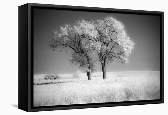 Trees of the Flint Hills in black and white infrared-Michael Scheufler-Framed Premier Image Canvas