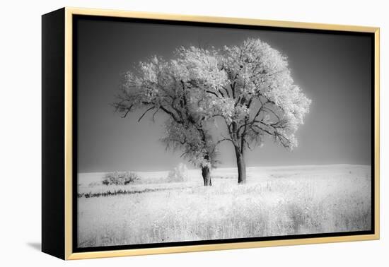 Trees of the Flint Hills in black and white infrared-Michael Scheufler-Framed Premier Image Canvas