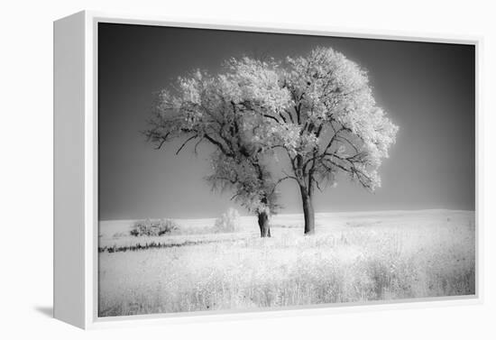 Trees of the Flint Hills in black and white infrared-Michael Scheufler-Framed Premier Image Canvas