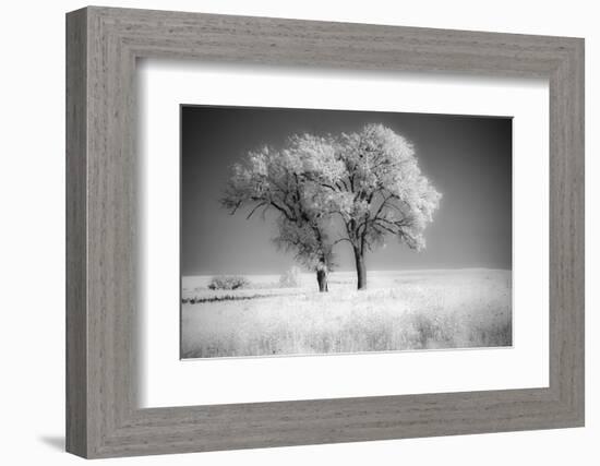 Trees of the Flint Hills in black and white infrared-Michael Scheufler-Framed Photographic Print