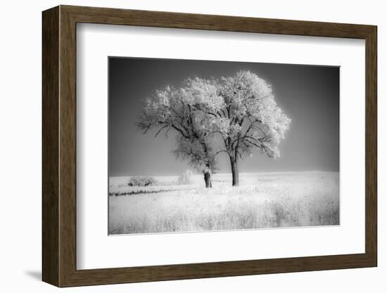 Trees of the Flint Hills in black and white infrared-Michael Scheufler-Framed Photographic Print