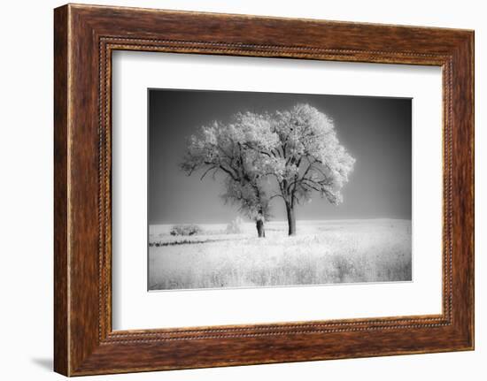 Trees of the Flint Hills in black and white infrared-Michael Scheufler-Framed Photographic Print