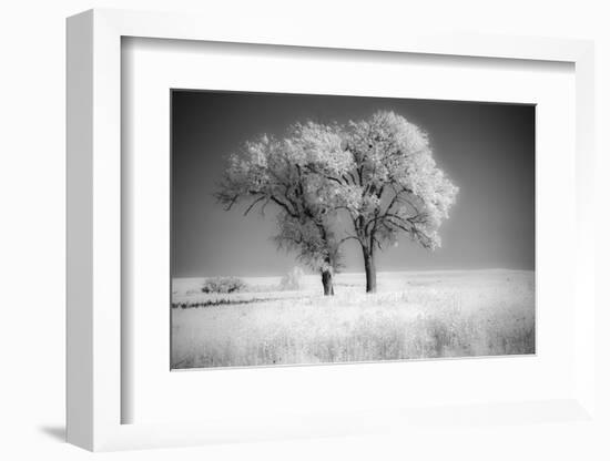 Trees of the Flint Hills in black and white infrared-Michael Scheufler-Framed Photographic Print