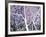 Trees of Washington Square no. 3-Richard C^ Karwoski-Framed Limited Edition