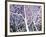 Trees of Washington Square no. 3-Richard C^ Karwoski-Framed Limited Edition