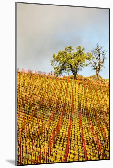 Trees On A Hill With A Trellised Vineyard In Healdsburg, California-Ron Koeberer-Mounted Photographic Print