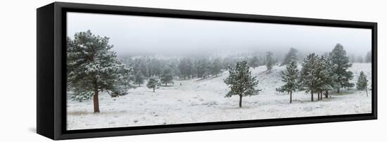 Trees on a snow covered landscape along Trail Ridge Road, Estes Park, Rocky Mountain National Pa...-null-Framed Premier Image Canvas