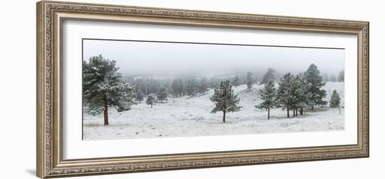 Trees on a snow covered landscape along Trail Ridge Road, Estes Park, Rocky Mountain National Pa...-null-Framed Photographic Print