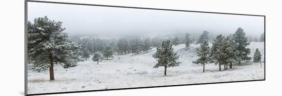 Trees on a snow covered landscape along Trail Ridge Road, Estes Park, Rocky Mountain National Pa...-null-Mounted Photographic Print