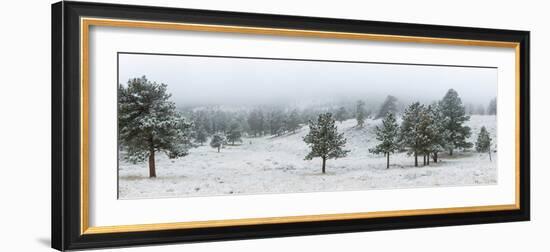 Trees on a snow covered landscape along Trail Ridge Road, Estes Park, Rocky Mountain National Pa...-null-Framed Photographic Print